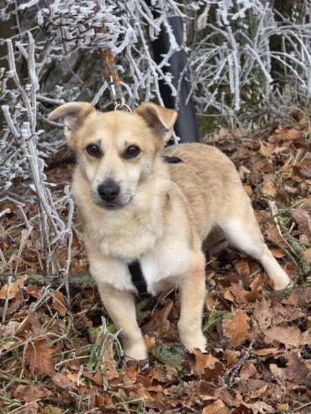 Kleiner Messi (38 cm) sucht Körbchen