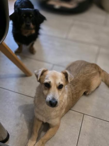 Kleiner Messi (38 cm) sucht Körbchen