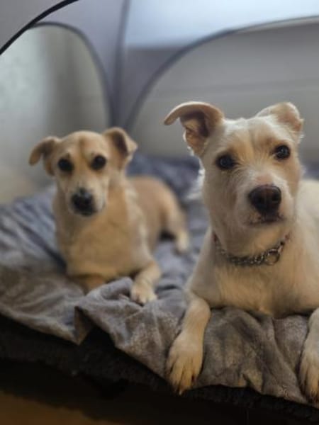 Kleiner Messi (38 cm) sucht Körbchen