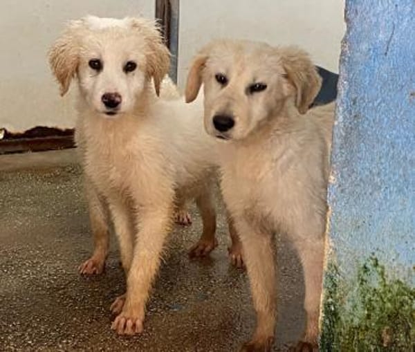 Gerard, Pflegestelle in Bayern