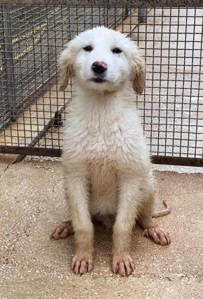 Gerard, Pflegestelle in Bayern