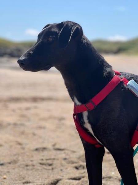 Csöppke B-, die Besondere