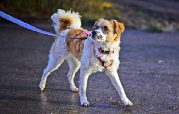 Vicky sucht ihr Für-Immer-Zuhause! 💖🐾