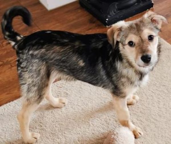 PEANUT -rundum tolles Hundekind-