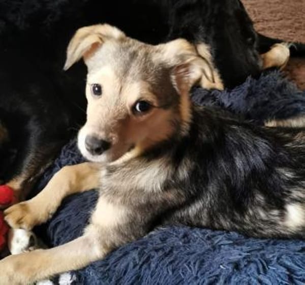 PEANUT -rundum tolles Hundekind-