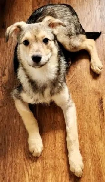 PEANUT -rundum tolles Hundekind-