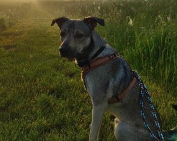 Wer schenkt Kirnkin ein Zuhause?