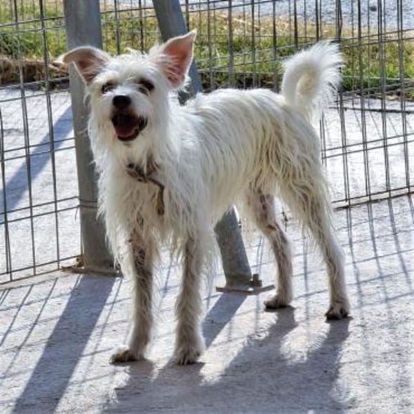 Kiki sucht einfühlsames Zuhause