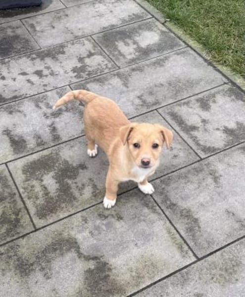 Leano ein kleiner Pinschermix