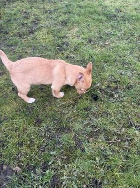 Leano ein kleiner Pinschermix