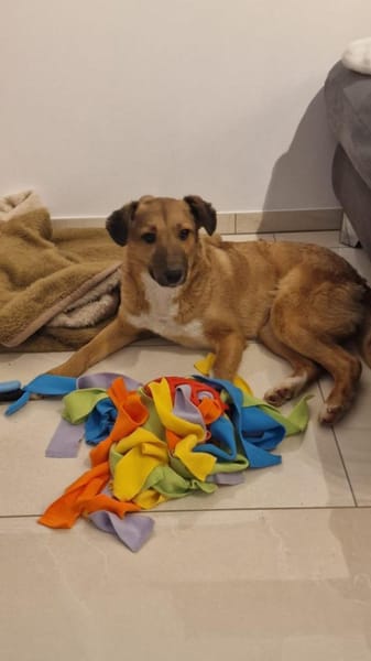 🌸Sanfte Maisie sucht Dich🌸