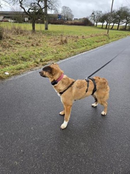 🌸Sanfte Maisie sucht Dich🌸