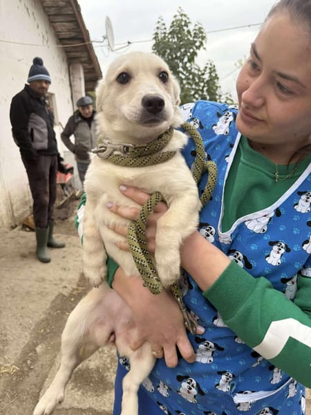 Kleine Lina ❤🐾 sucht liebevolle Hundee