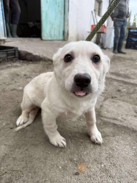 Kleine Lina ❤🐾 sucht liebevolle Hundee