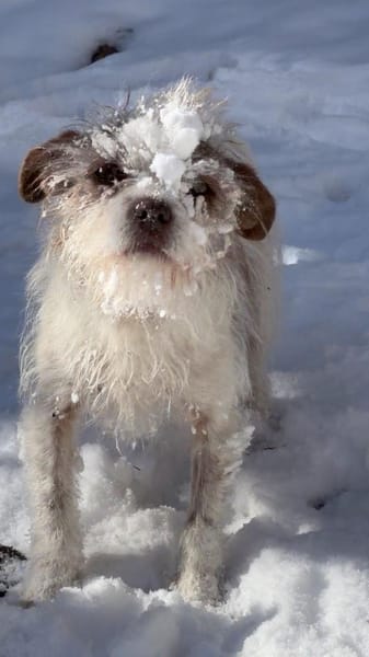 Schüchterne kleine Lola