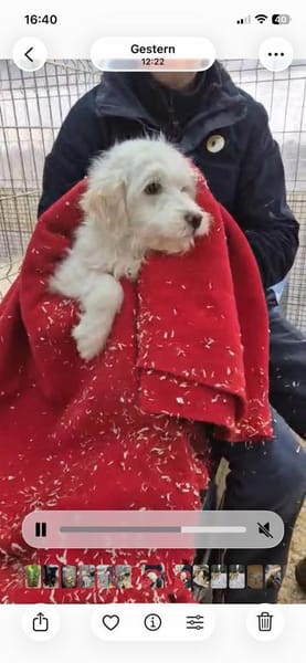 -Yuki- ab 26.02. auf PS in 77652 OG!