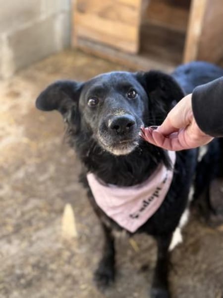 Sanfte Fiby hofft auf Happy End