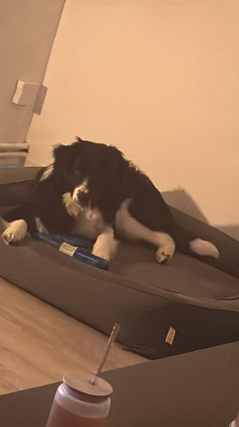 Milow - schlauer Border Collie