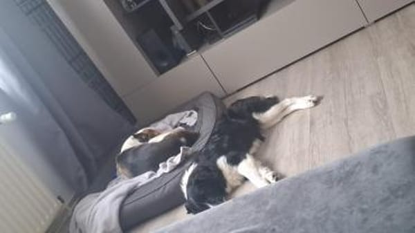 Milow - schlauer Border Collie