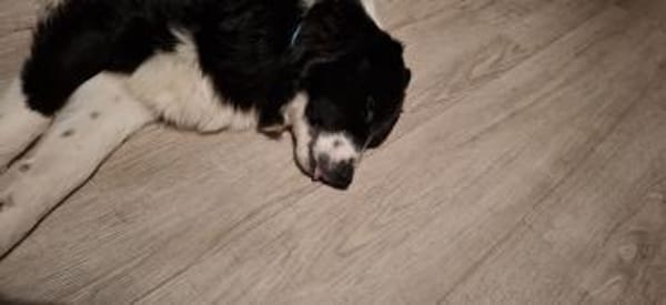 Milow - schlauer Border Collie