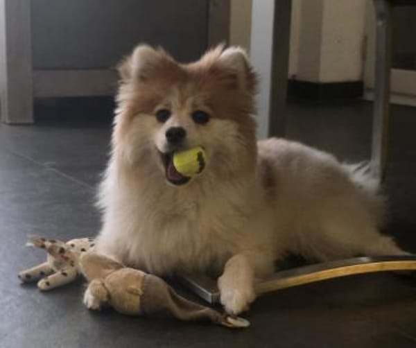 DIE WUNDERSCHÖNE ALVA MÖCHTE ANKOMMEN