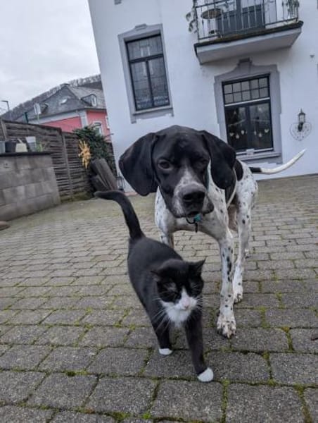 Hugo sucht Action  PointerPowerHerz