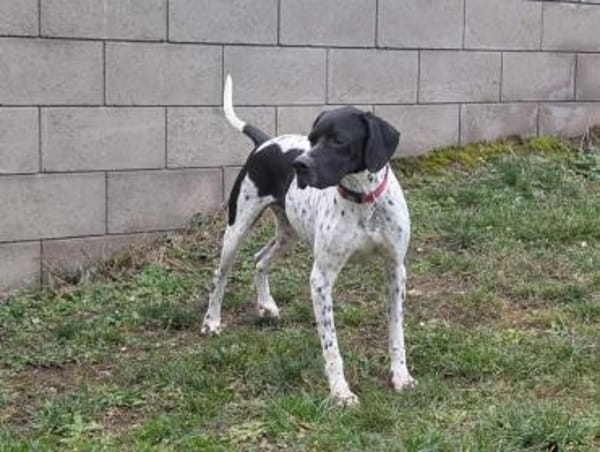 Hugo sucht Action  PointerPowerHerz