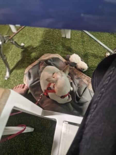 Rosca eine kleine Hündin