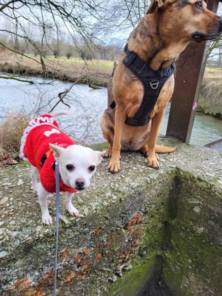 Rosca eine kleine Hündin