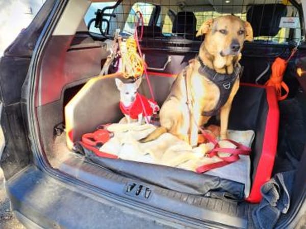 Rosca eine kleine Hündin