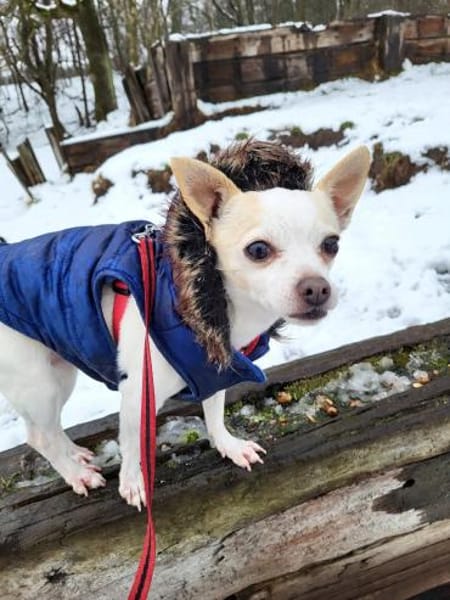 Rosca eine kleine Hündin