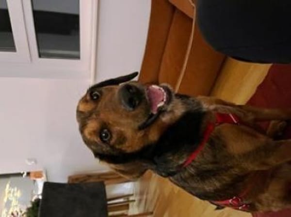 Alina ist eine fröhliche + tolle Hündin!