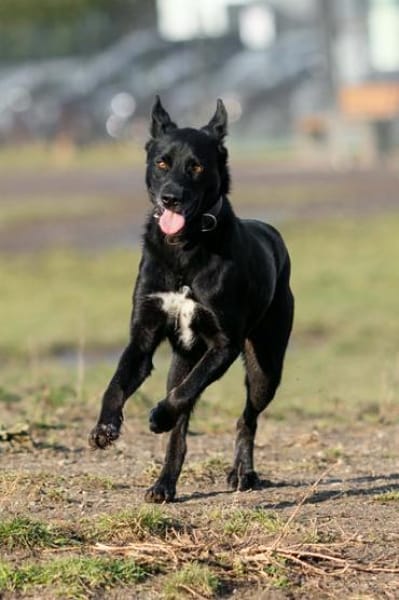 Malo * sensibel, freundlich, lernfreudig