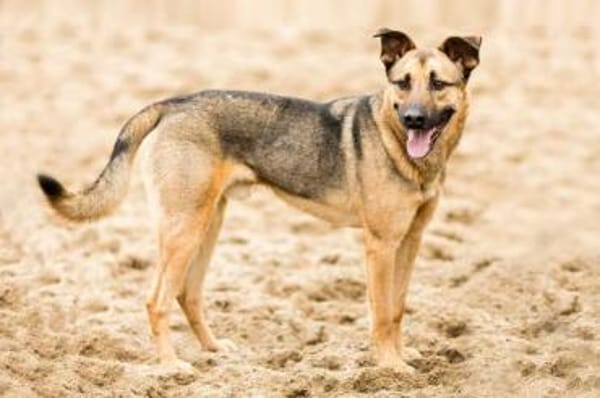 MORRYS * loyaler Herzenshund mit Charme