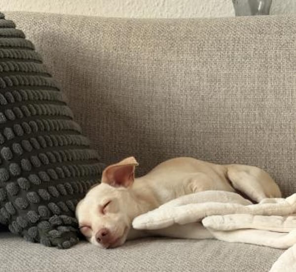 Newton, geb. ca. 01/2025, 48201 Telgte