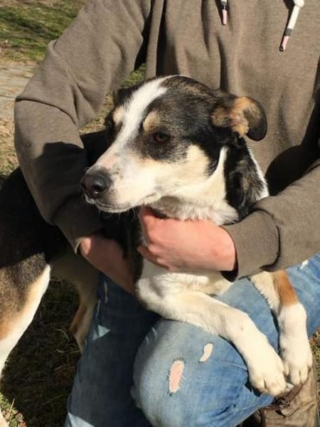 Stelina  48 cm (Pflegestelle)