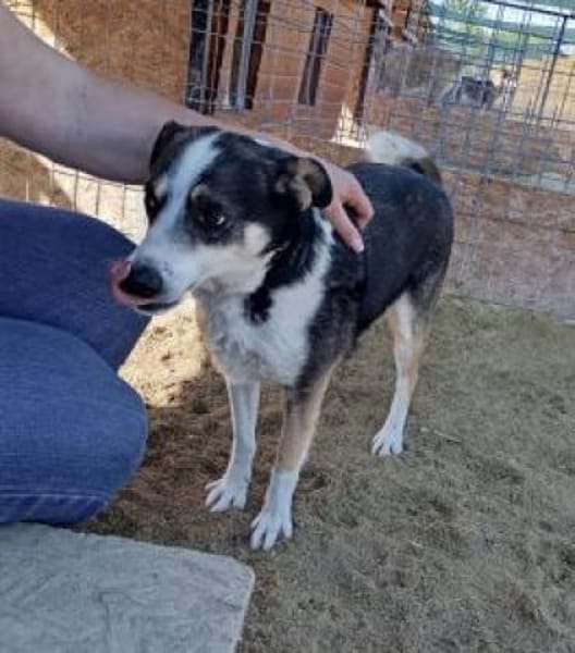 Stelina  48 cm (Pflegestelle)