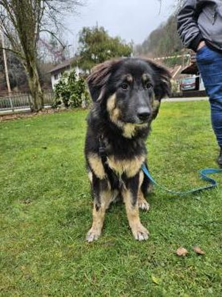 Liebe Hütehundmixhündin sucht dringend!