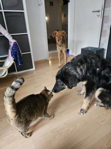 Liebe Hütehundmixhündin sucht dringend!