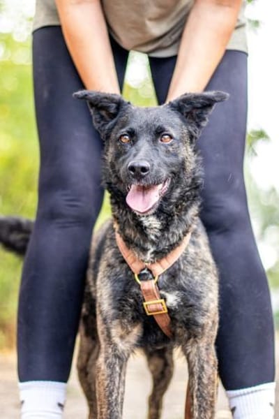 Sissi, tapfere Junghündin, ca. 1 Jahr