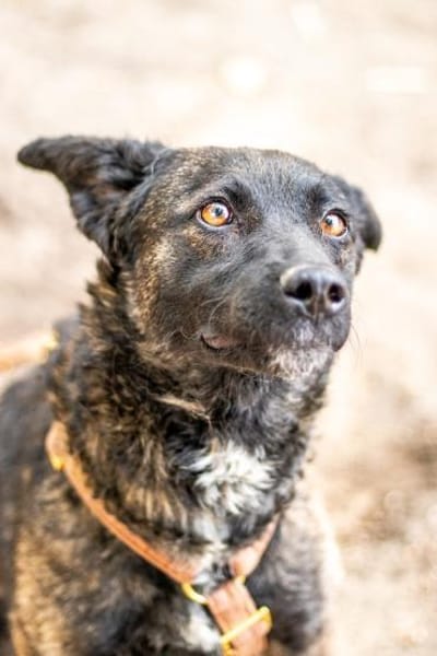 Sissi, tapfere Junghündin, ca. 1 Jahr