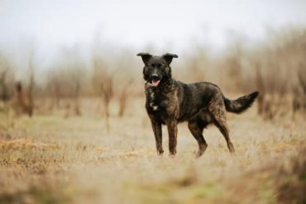 Sissi, tapfere Junghündin, ca. 1 Jahr