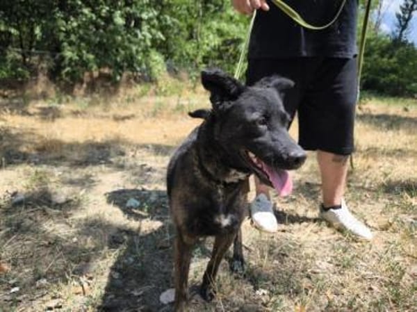 Sissi, tapfere Junghündin, ca. 1 Jahr