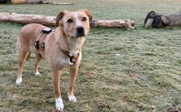 Wunderschöne Kira sucht ihre Familie