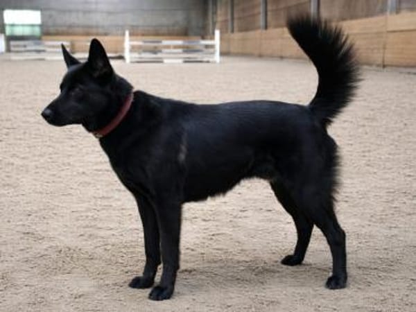 Cleverer Max will aufs Land