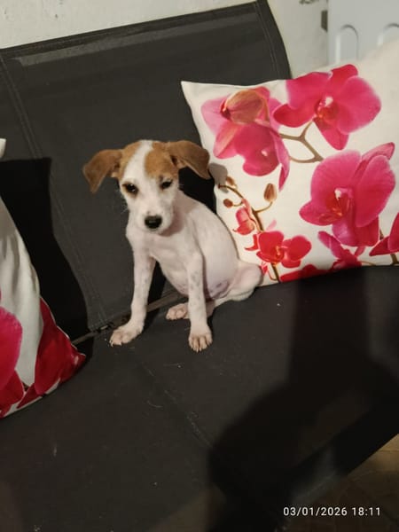 🐾 À L’ADOPTION – ASLO, craquant loulou à la tête de fripouille 🐾