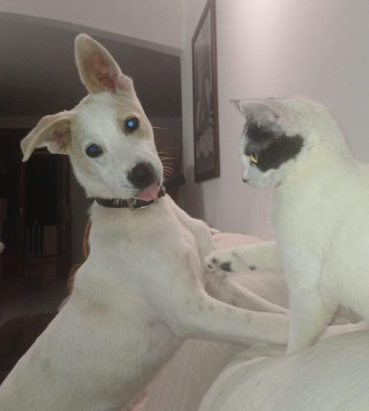 HOWDY, Chiot Berger Créole