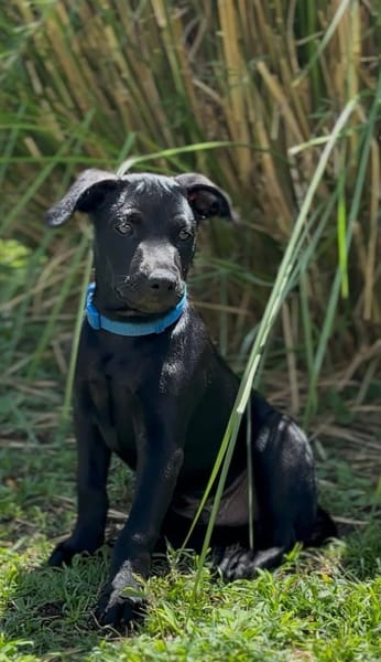LOCKY, Chiot mâle Croisé Labrador