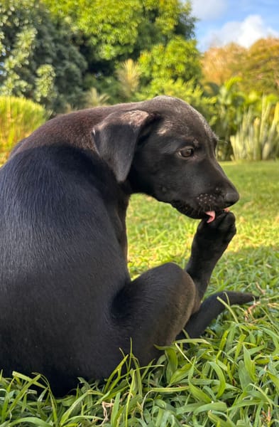 LOCKY, Chiot mâle Croisé Labrador