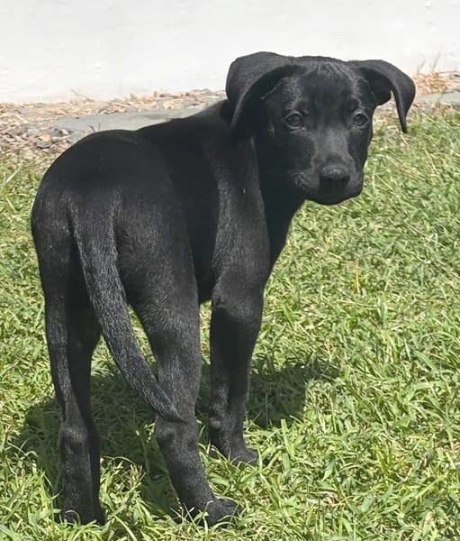 LOCKY, Chiot mâle Croisé Labrador